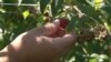 Kosovo, Sar planina, picking up the raspberries 