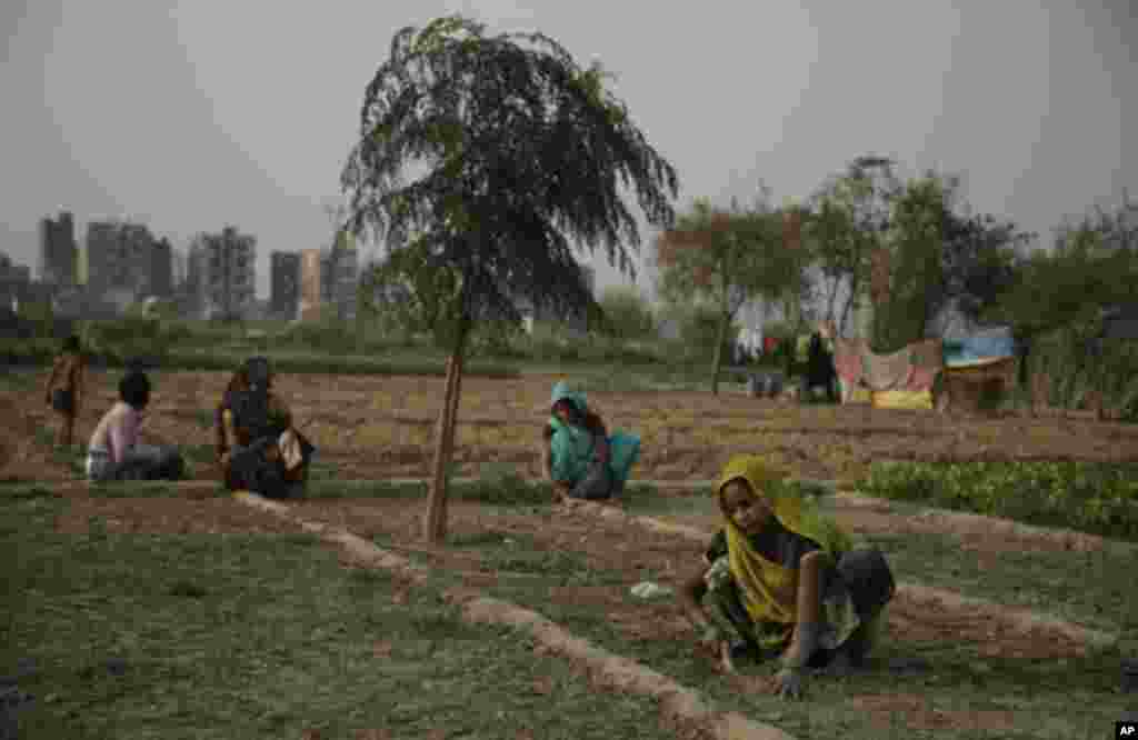 خواتین کے عالمی دن کے موقع پر نئی دہلی کے قریب کھیتوں میں کچھ عورتیں کام کر رہی ہیں۔