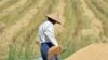 Myanmar farm workers