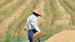 ကိုဗစ်ကာလ မြန်မာ့စိုက်ပျိုးရေးအတွက် အချိန်ပေးရမယ့် ရေအစီအမံ