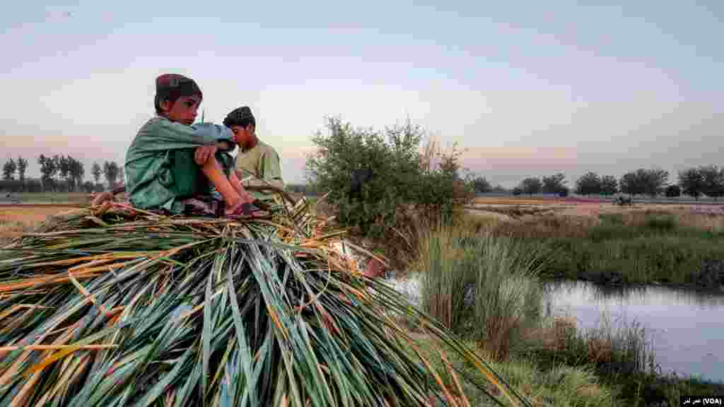 کودکان کوچی برای رمه&zwnj;های حیوانات علوفه جمع آوری می کنند&nbsp;