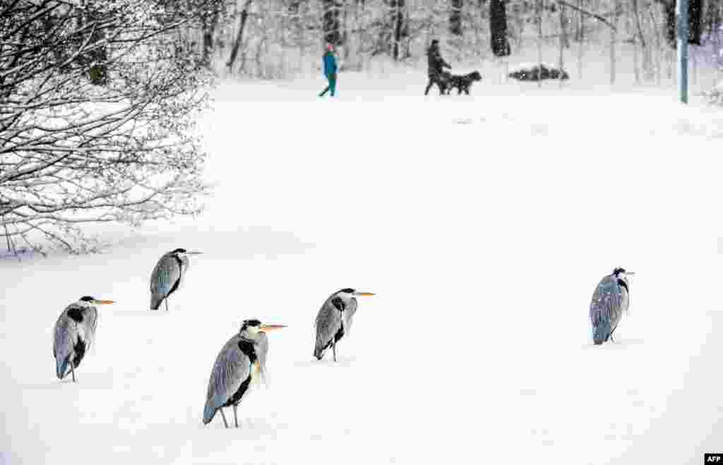 Heron birds rest on the snow in Solna, north of Stockholm, Sweden.