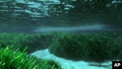 Meadows of Posidonia oceanica.