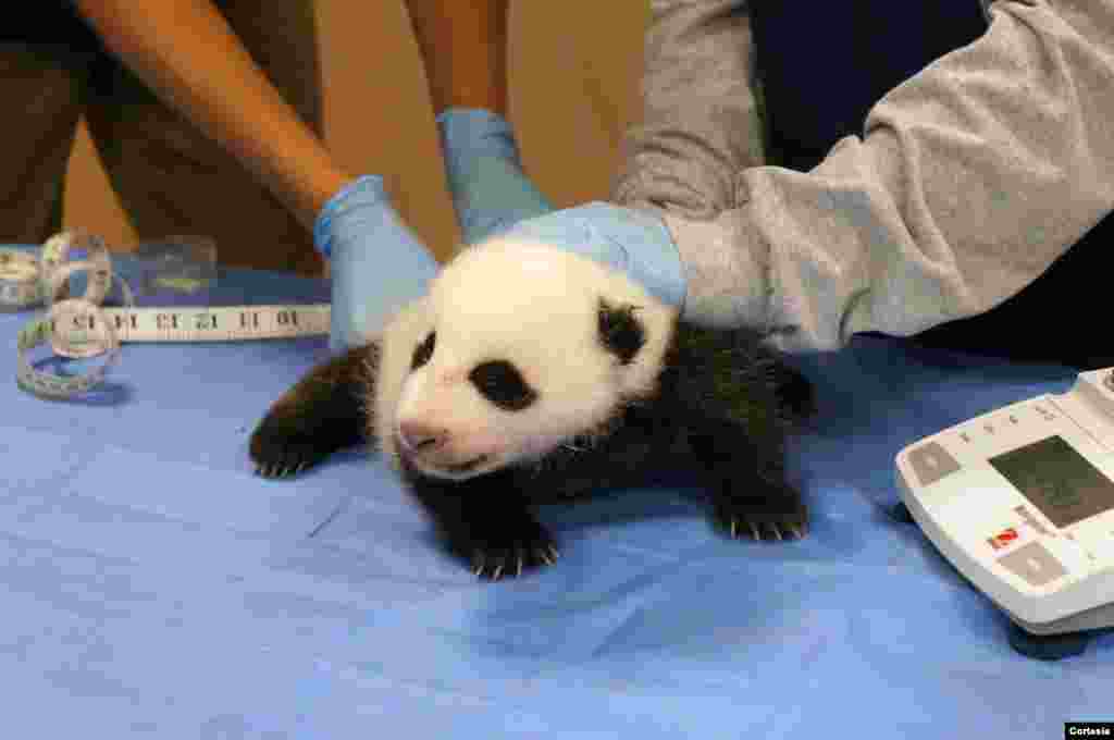 Bebé panda tuvo su primer chequeo veterinario casi al mes de nacido.