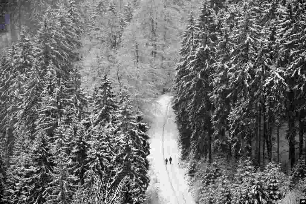 نمایی از جنگلهای پوشیده از برف در ویلینگن، آلمان