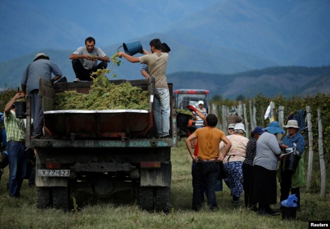 FILE - Workers load a trailer with grapes for wine during harvest in the village of Lomistsikhe, in Kakheti region, Georgia, Sept. 28, 2016.