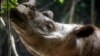 US-Born Sumatran Rhino Delivered to Indonesia