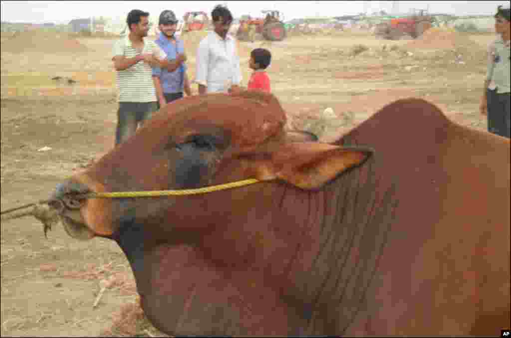 کراچی کی مویشی منڈی