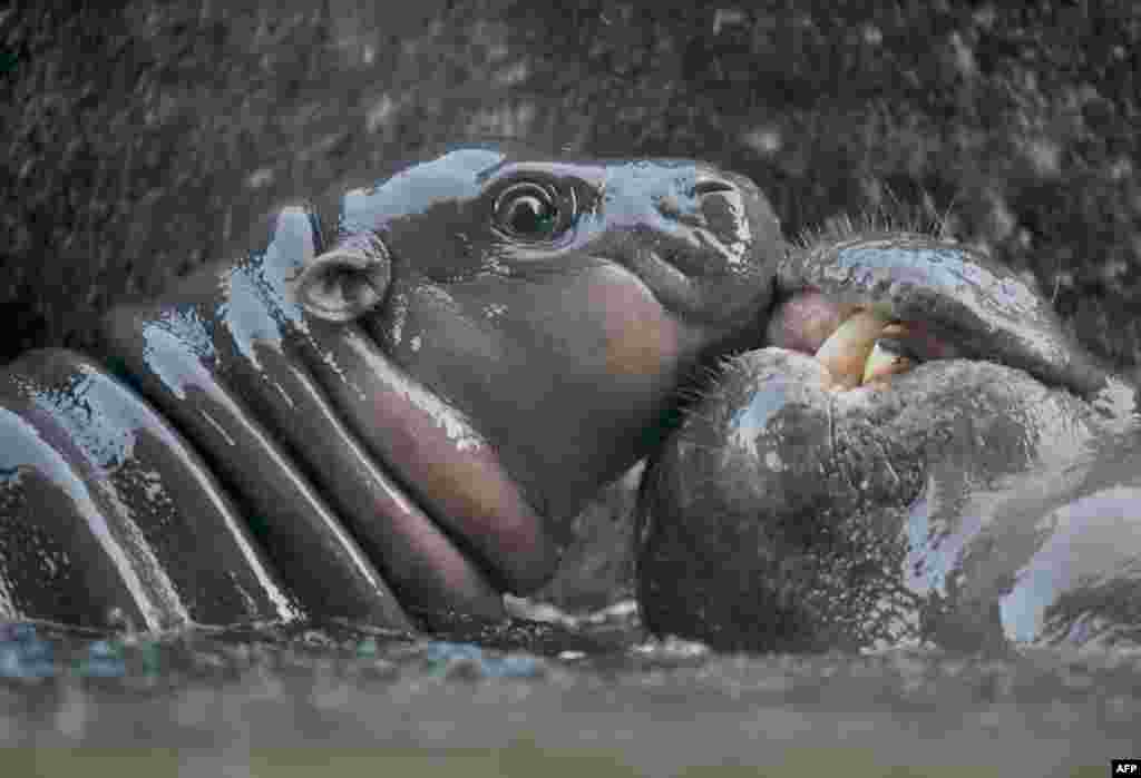 A 2-day-old male baby pygmy hippo plays in the water at the Taipei Zoo, Taiwan.