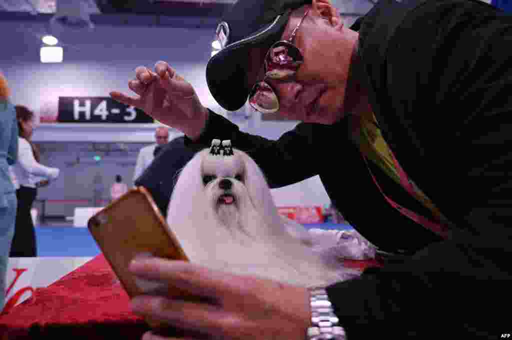A man takes a selfie next to a Maltese dog during the 2019 Shanghai World Dog Show in Shanghai, China.