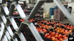 在德國柏林的一個蔬菜批發市場﹐一箱箱的番茄遭截停﹐大腸桿菌疫情在歐洲造成死亡人數持續上昇