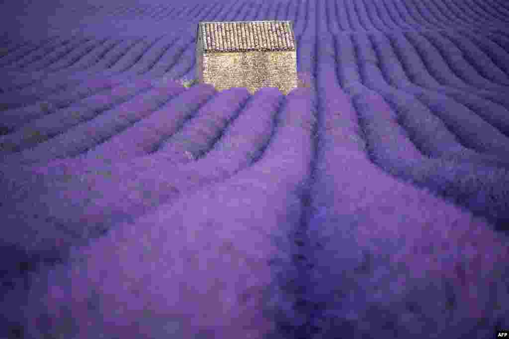 វាលស្មៅ lavander នៅក្នុងទីក្រុង Puimoisson នៅភាគខាងត្បូងនៃប្រទេសបារាំង។