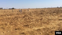 As hunger bites in Zimbabwe, children scrounge for maize grain that might have slipped off a harvester at a seed research farm in Mount Hampden, about 40 km west of Harare, in August 2016. (S. Mhofu/VOA)