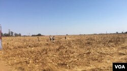 As hunger bites in Zimbabwe, children scrounge for maize grain that might have slipped off a harvester at a seed research farm in Mount Hampden, about 40 km west of Harare, in August 2016. (S. Mhofu/VOA)