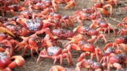 Kepiting merah yang bermigrasi di Pulau Christmas, Australia, dalam gambar diam ini dari video tak bertanggal yang diperoleh melalui media sosial. (Parks Australia via REUTERS)