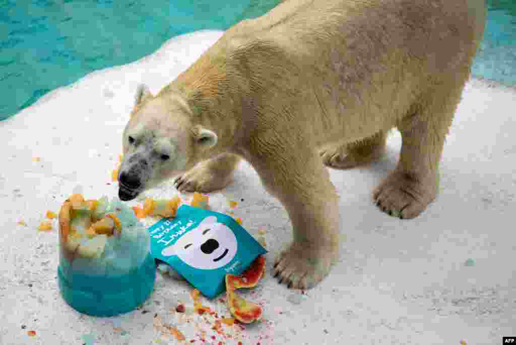 تولد ۲۷ سالگی یک خرس سفید در باغ وحش سنگاپور. کیک تولد این خرس سفید از ماده ژله ای درست شده است که جویدن آن برایش آسان باشد. &nbsp;