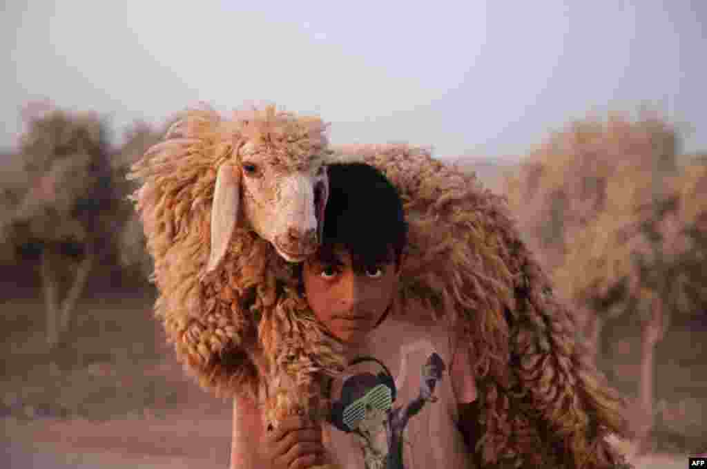 A boy carries a sheep at the Atmah camp in the northwestern Idlib province, Syria, Aug. 07, 2019.