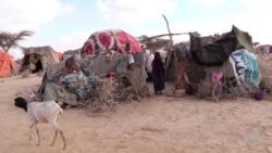 Pastoralists in Somalia’s Drought-stricken Puntland Fight for Survival