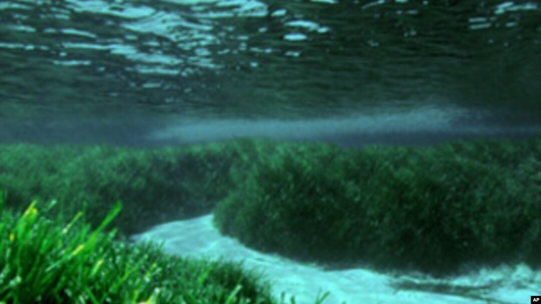 Meadows of Posidonia oceanica.