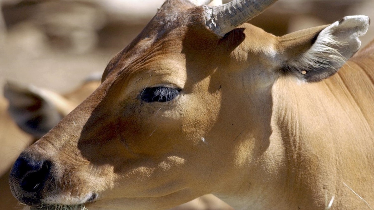 'Drastic' Declines in Cambodia's Endangered Wildlife - Vimarsana News