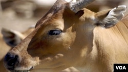 FILE - A banteng. (AP Photo)
