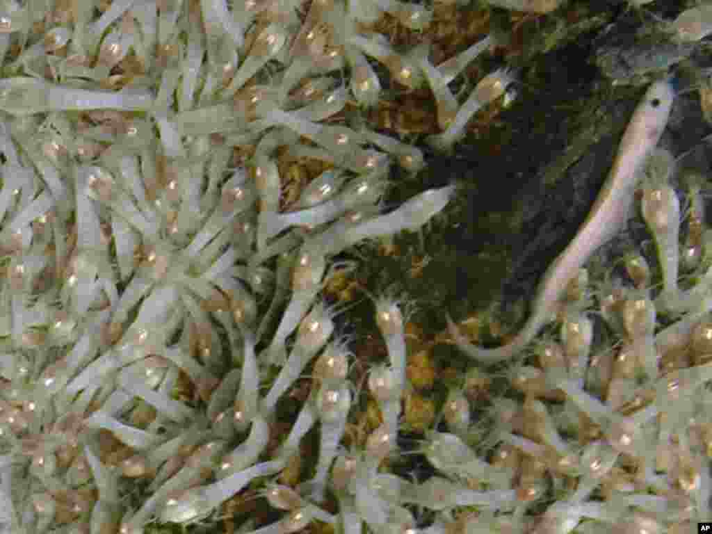 New shrimp species and fish at the Von Damm Vent Field. (University of Southampton / NOC)
