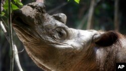 Harapan, an 8-year-old male Sumatran rhino, eats leaves inside a cage at Way Kambas National Park on Sumatra island, Indonesia, Nov 5, 2015.