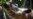 US-Born Sumatran Rhino Delivered to Indonesia