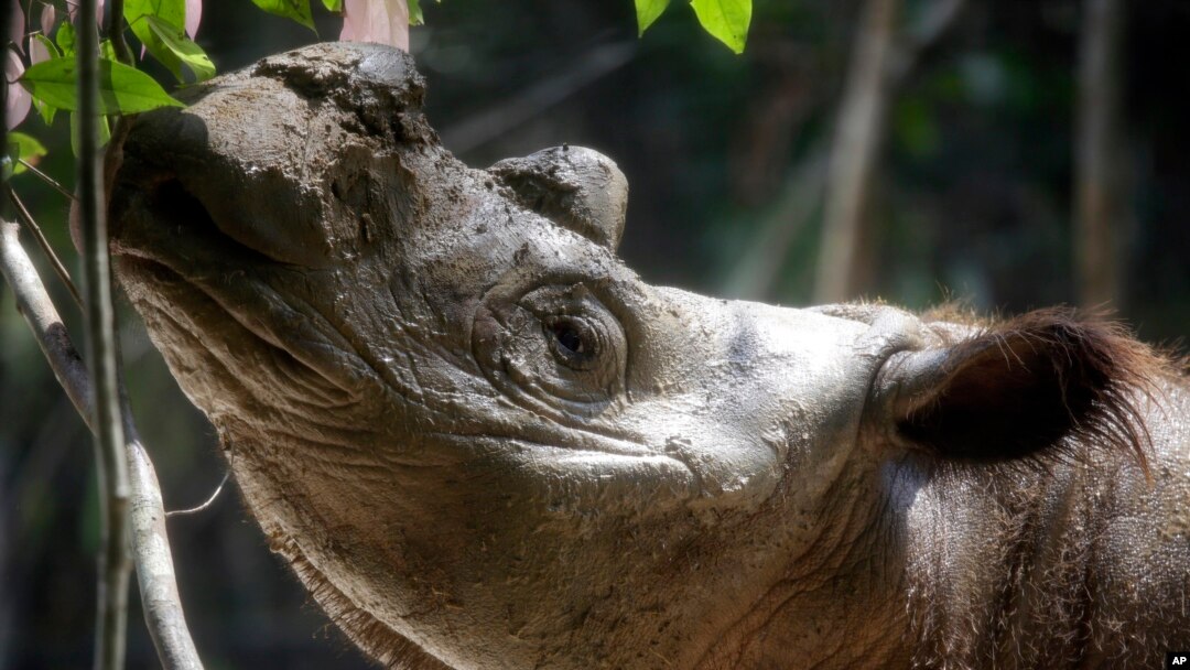 Harapan, badak Sumatra berusia 8 tahun, di Taman Nasional Way Kambas, Sumatra, 5 November 2015.