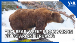 "Fat Bear Week" Promosikan Pelestarian Beruang