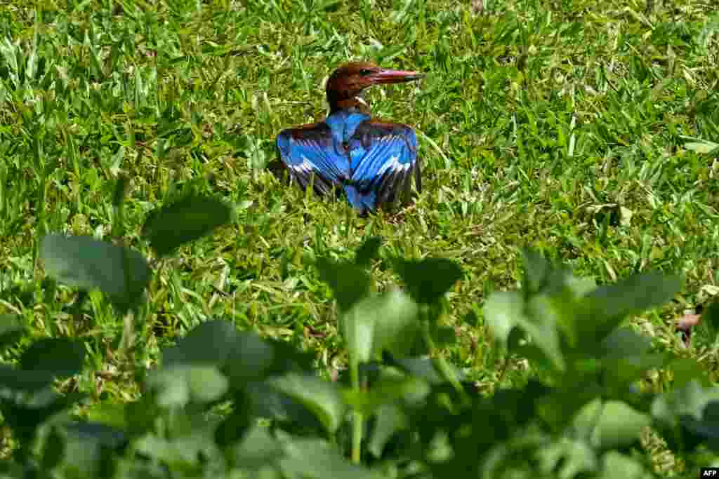 A white-throated kingfisher dries its feathers in a park in Singapore.