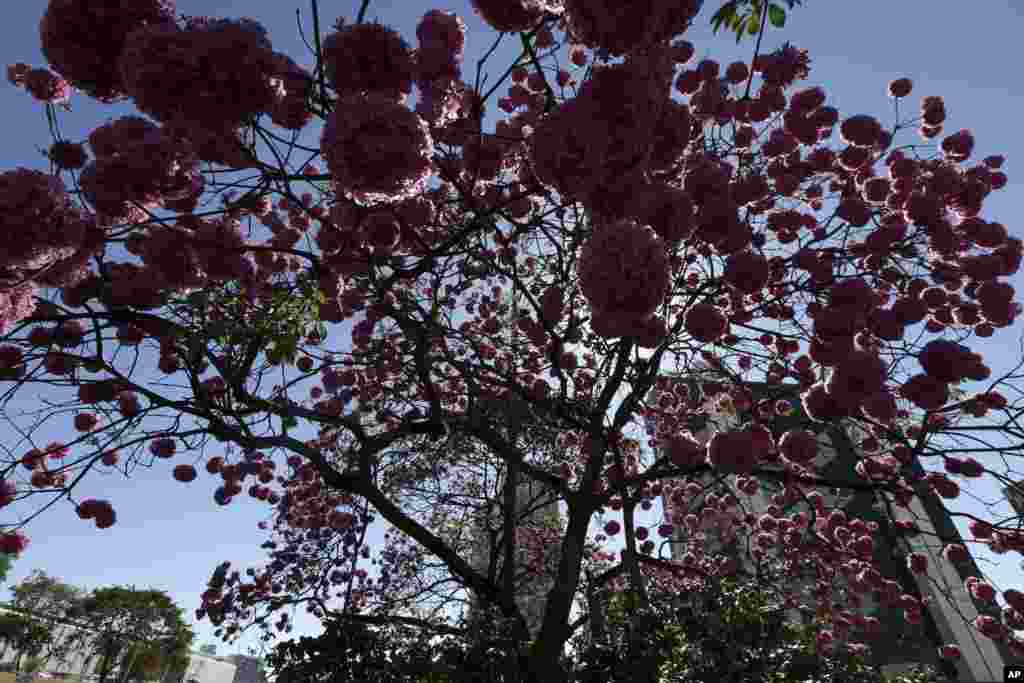 شکوفه درختی در برزیل در فصل زمستان که از این نوع درخت در مصارف پزشکی استفاده می شود.