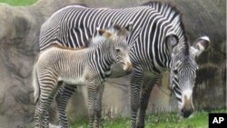 Од каде црно-белите шари кај зебрите?