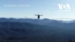 Американська компанія використовує дрони для того, щоб висаджувати дерева після лісових пожеж. Відео