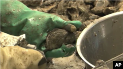 Gulf Oil Spill Shuts Down 50 Percent of Louisiana's Oyster Production