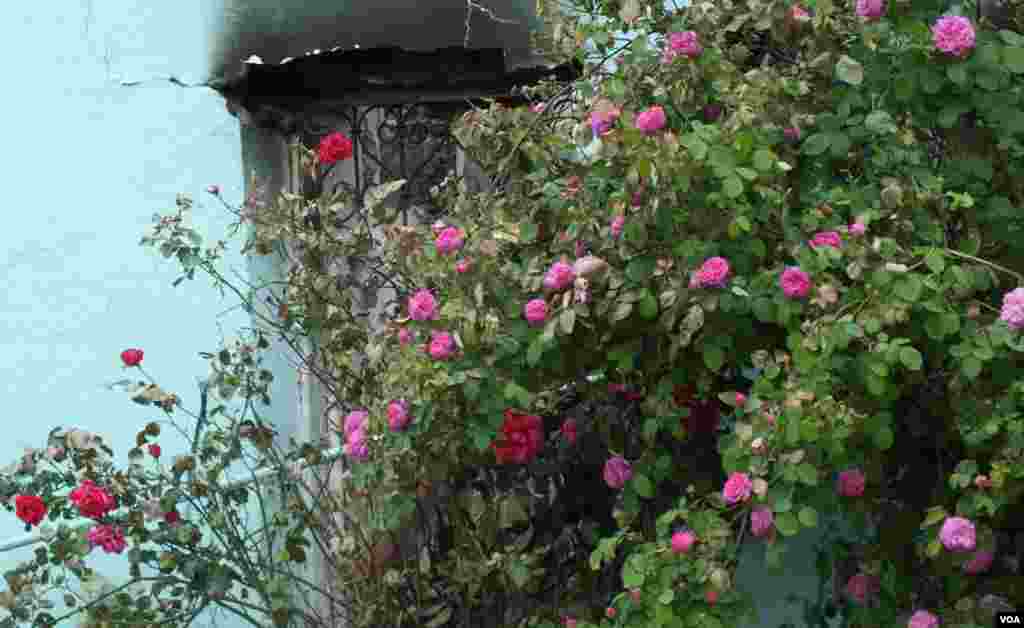 A diver explores the wreckage of an American bombardier fighter plane from the Second World War, the Lockheed P-38G Lightning, at 38 meters of depth, off the coast of La Ciotat, southern France.