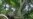 Vines Choking Americas' Forests