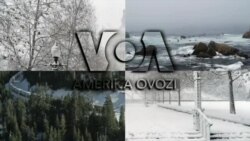 Amerika Manzaralari: Bayden-Tramp, fazoviy qurol, chorva ko’rgazmasi