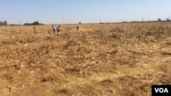 As hunger bites in Zimbabwe, children scrounge for maize grain that might have slipped off a harvester at a seed research farm in Mount Hampden, about 40 km west of Harare, in August 2016. (S. Mhofu/VOA)