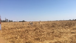 Udaba Esilethulelwe NguBenedict Nhlapho