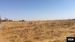 As hunger bites in Zimbabwe, children scrounge for maize grain that might have slipped off a harvester at a seed research farm in Mount Hampden, about 40 km west of Harare, in August 2016. (S. Mhofu/VOA)