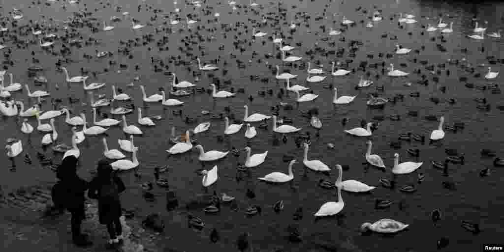 People look at swans and other birds floating on the Vltava river in Prague, Czech Republic.