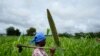 WFP to Feed 270,000 Zimbabweans Amid El Nino-Induced Drought