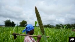 FILE - Jestina Nyamukunguvengu walks near a pearl millet crop in Zimbabwe's arid Rushinga district, northeast of the capital Harare, Jan. 19, 2023.