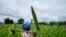FILE - Jestina Nyamukunguvengu walks near a pearl millet crop in Zimbabwe's arid Rushinga district, northeast of the capital Harare, Jan. 19, 2023. 