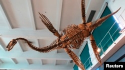 FILE - A replica of the Plesiosaur "Tuarangisaurus Cabazai" made from polyurethane foam is pictured on display at the Argentine Natural Sciences Museum in Buenos Aires in July 2013. 