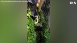 Canadian Fire Crew Rescue Baby Deer 