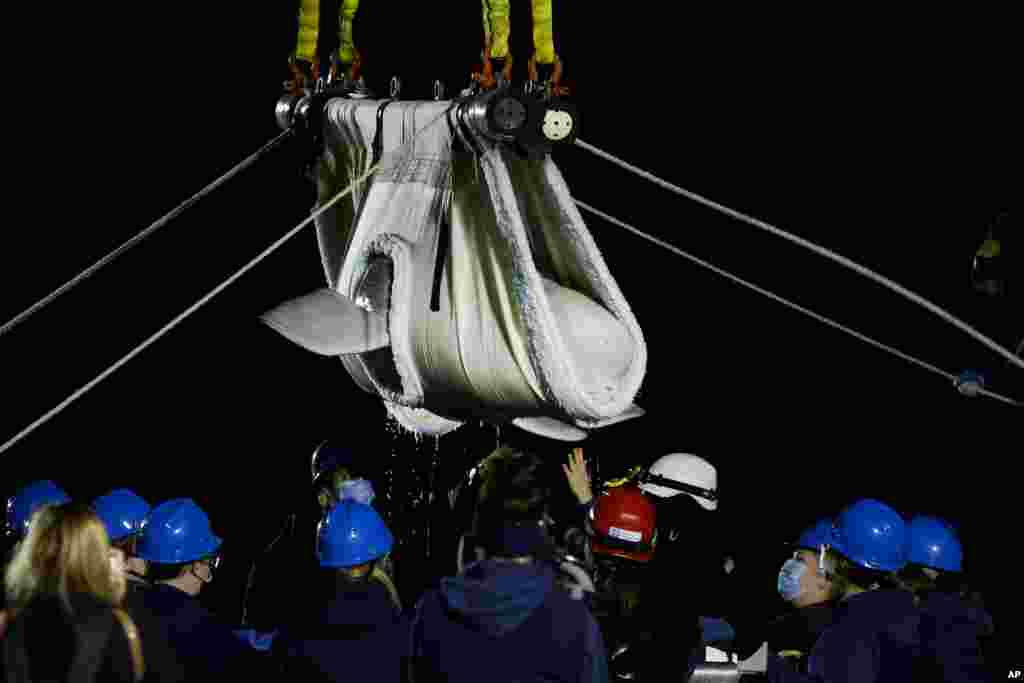 A beluga whale is lowered onto a transport cart after arriving at Mystic Aquarium, May 15, 2021 in Mystic, Connecticut.