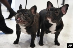 These two French bull dogs are both on leashes as they pose for photos at the Museum of the Dog, in New York, March 2019.