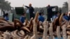 Trung Quốc tiêu hủy 6 tấn ngà voi bất hợp pháp
